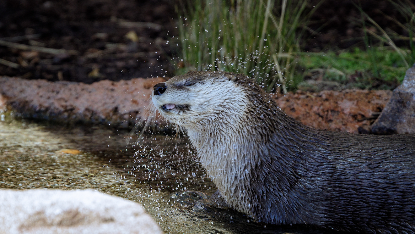 Otter shaking off water.